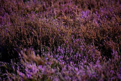 Full frame shot of purple flowering plants on field