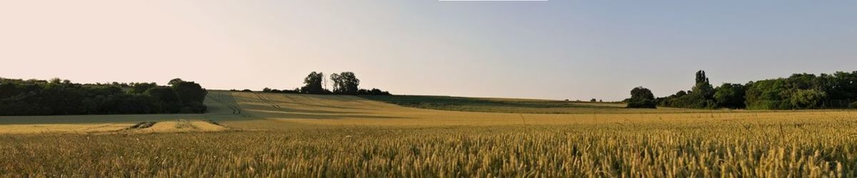 Scenic view of landscape against clear sky