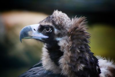 Close-up of eagle