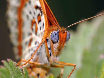 Close-up of insect perching on leaf