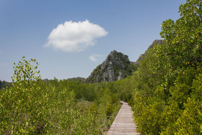 Footpath amidst plants and trees against sky