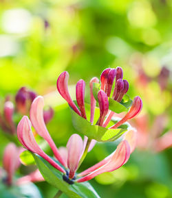 Close-up of pink flower