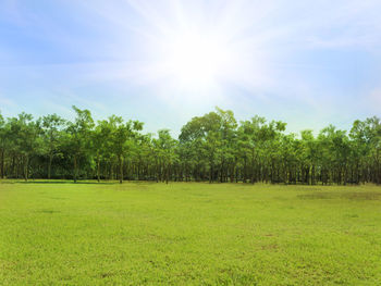 Scenic view of trees on field against sky