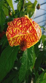 Close-up of orange flower
