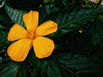 Close-up of flower blooming outdoors