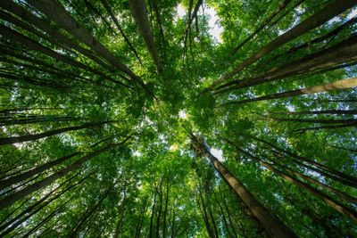 Low angle view of trees in forest