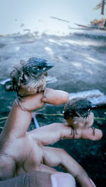 Cropped image of hand on bird against water