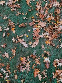 High angle view of maple leaves falling on field