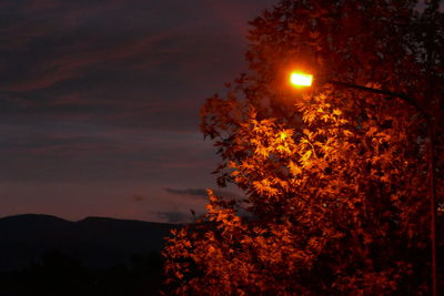 Trees against sky at night