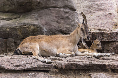 Cat relaxing on rock at zoo