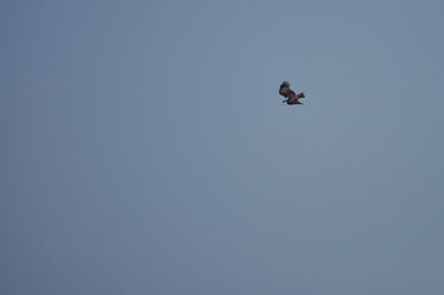 Low angle view of bird flying in sky