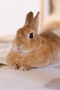 Close-up portrait of rabbit sitting on bed