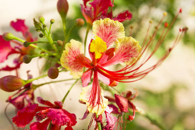 Close-up of red flowering plant