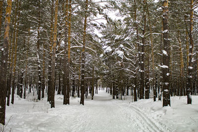 Trees on snow covered land during winter