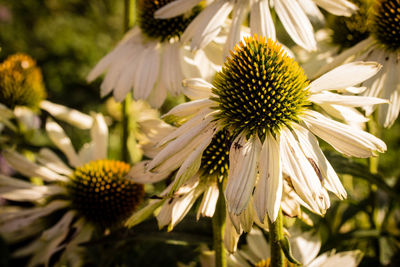 Close-up of coneflowers blooming outdoors