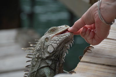 Close-up of hand holding ice cream