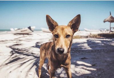 Portrait of dog on beach