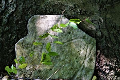 Close-up of moss growing on tree trunk