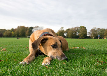 Brown lurcher dog lying on green grass with his head on his paws