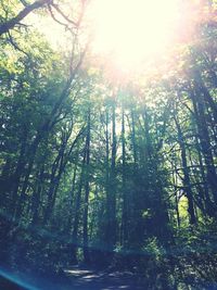 Sun shining through trees