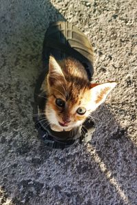 High angle portrait of cat