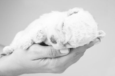 A woman holding a puppy in her hand