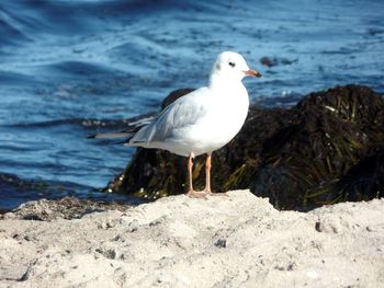 Seagull flying over white background