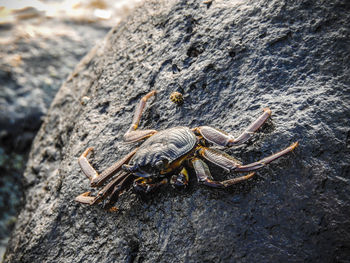 Close-up of crab on rock