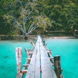 Pier amidst sea and trees