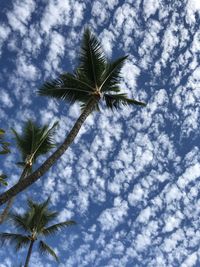 Low angle view of coconut palm tree against sky