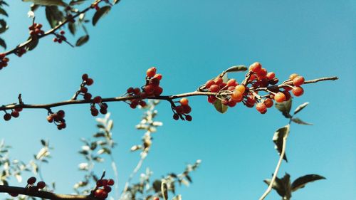 Low angle view of tree against clear blue sky