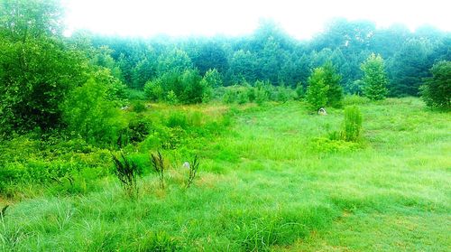 Scenic view of grassy field