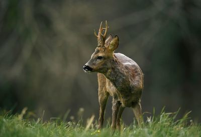 Close-up of deer standing on field