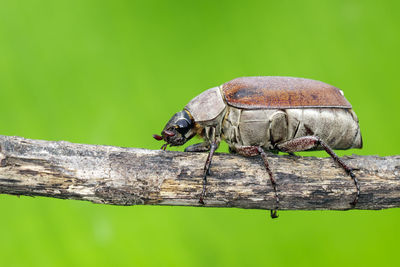 Close-up of insect on wood