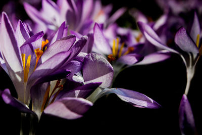 Close-up of purple crocus flowers