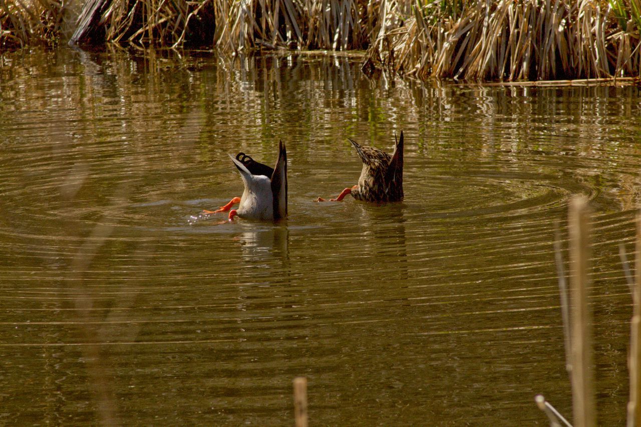 water, animal themes, animal wildlife, animal, animals in the wild, lake, bird, reflection, vertebrate, nature, group of animals, no people, swimming, day, waterfront, outdoors, two animals, rippled