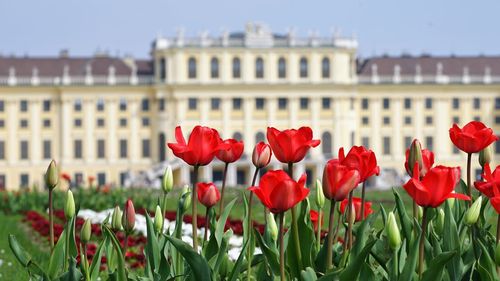 Close-up of red tulips against building