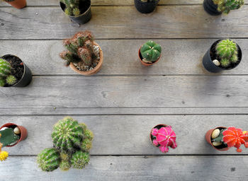 High angle view of various vegetables on table