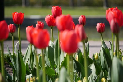 Close-up of red tulips in field