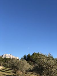 Low angle view of trees against clear blue sky