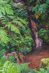 Trees growing in forest