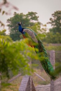 Bird perching on a plant