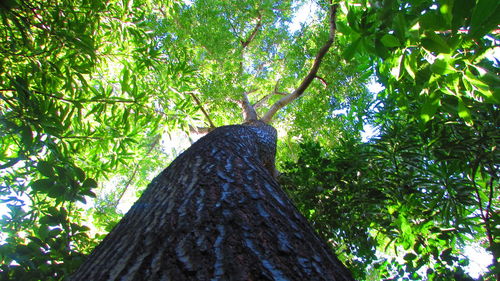 Low angle view of trees in forest