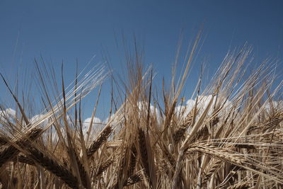 Close-up of wheat field against clear blue sky