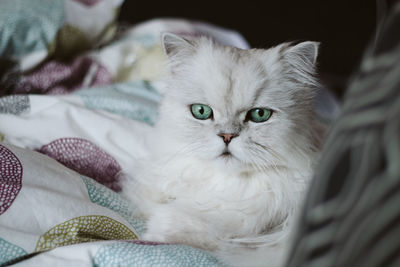 Close-up portrait of a cat