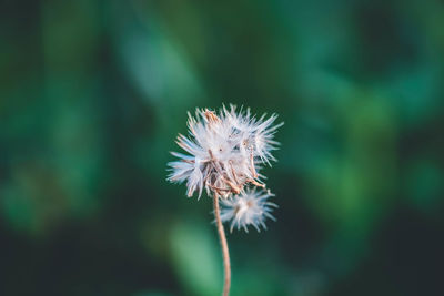 Close-up of dandelion flower