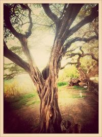 Bare trees against sky