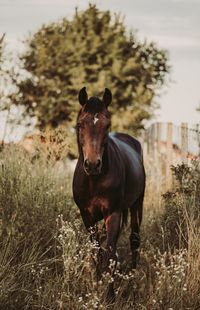 Portrait of horse standing in field