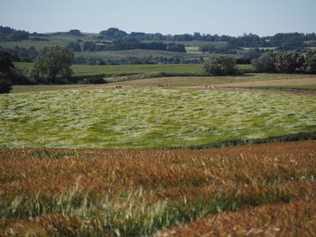 Scenic view of field against sky