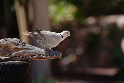 Close-up of bird perching